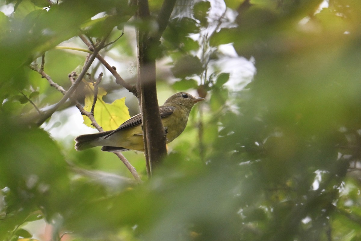 Yellow-rumped Flycatcher - Ting-Wei (廷維) HUNG (洪)