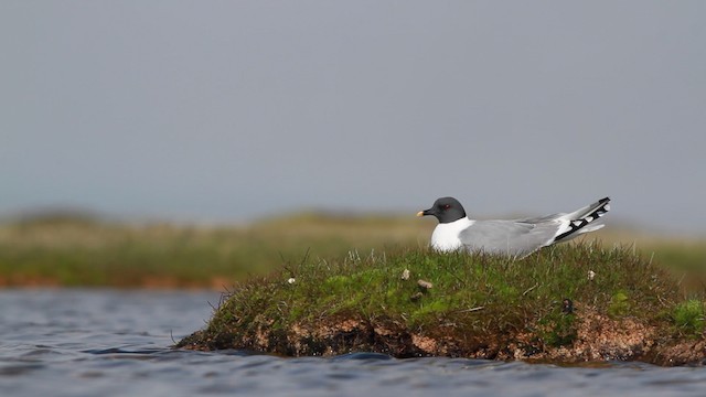  - Sabine's Gull