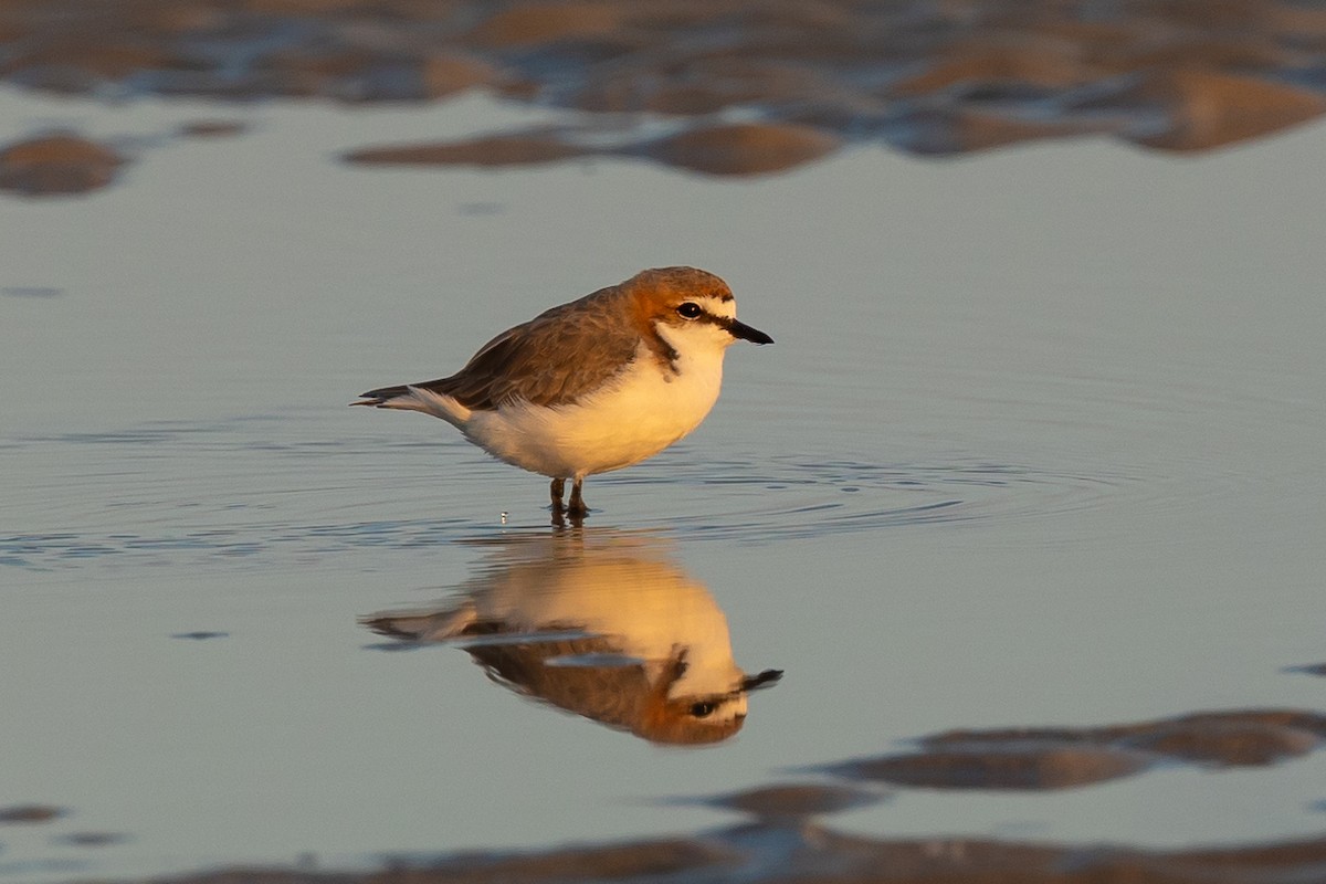 Red-capped Plover - Dana Cameron