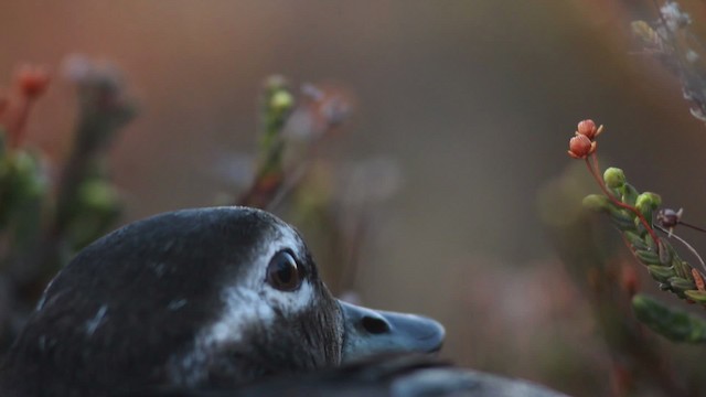 Long-tailed Duck - ML482006