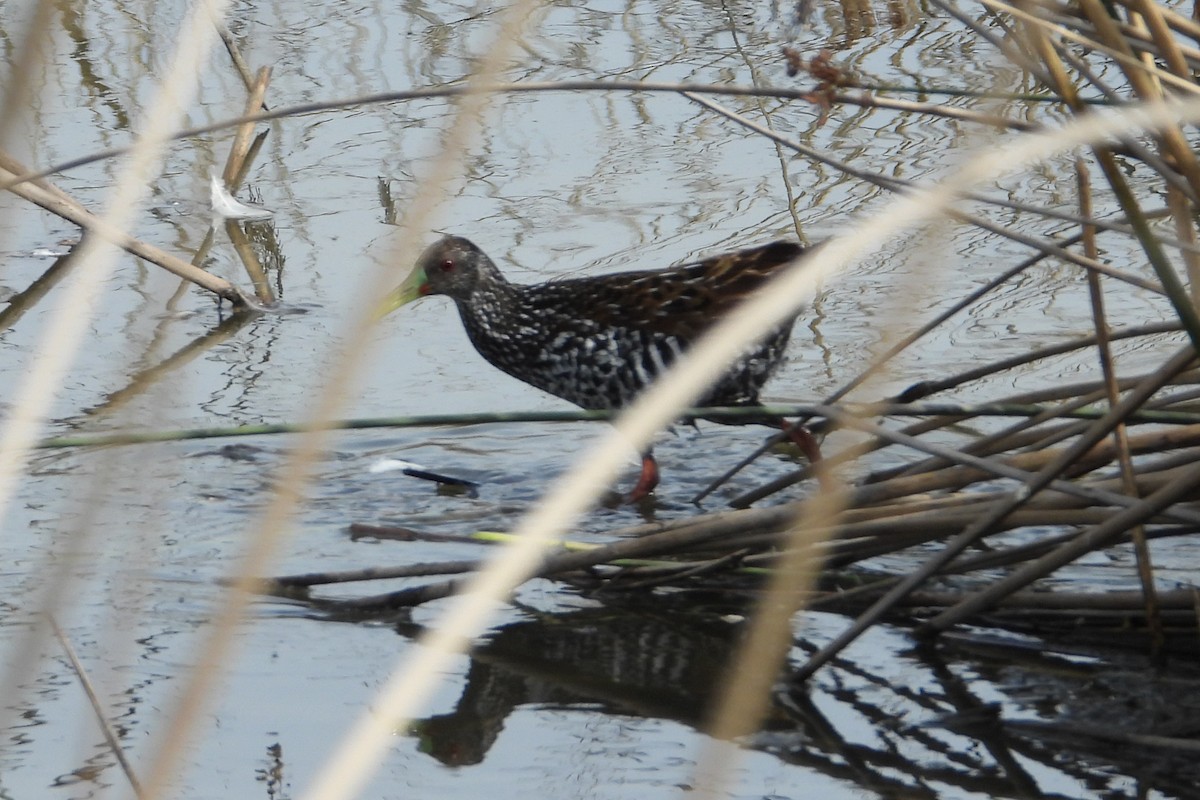 Spotted Rail - ML482008841