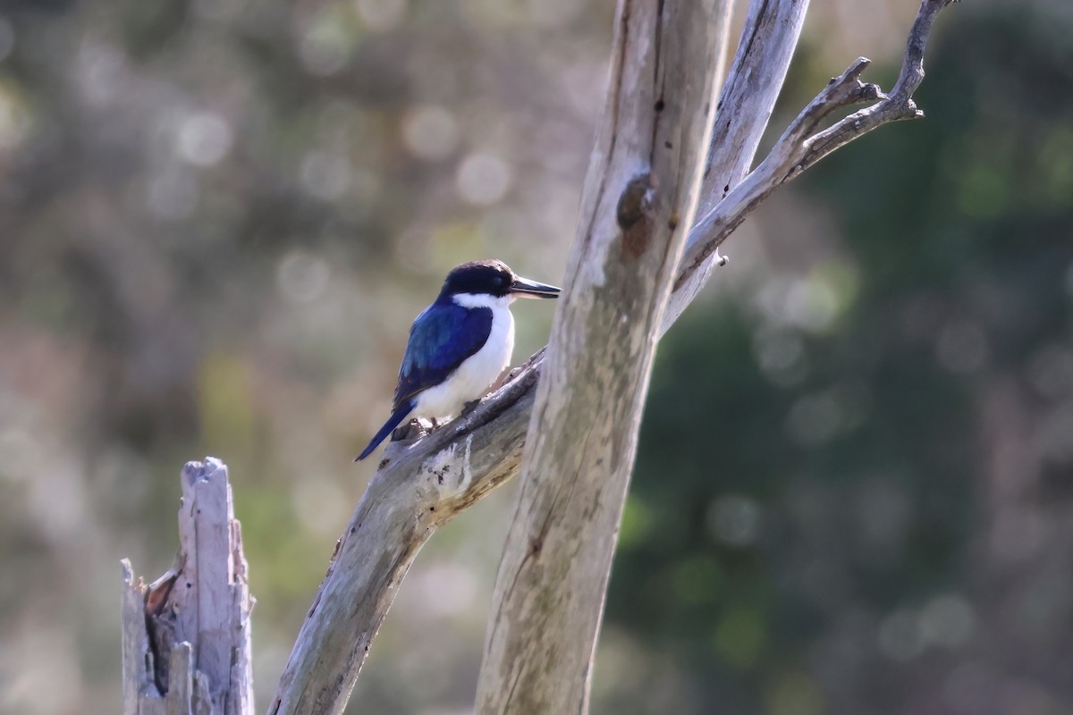 Forest Kingfisher - ML482009311