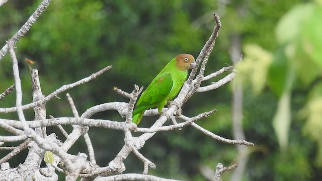 Red-cheeked Parrot - ML482013621