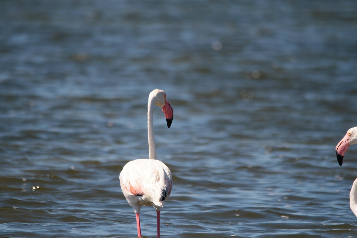 Greater Flamingo - ML482018111
