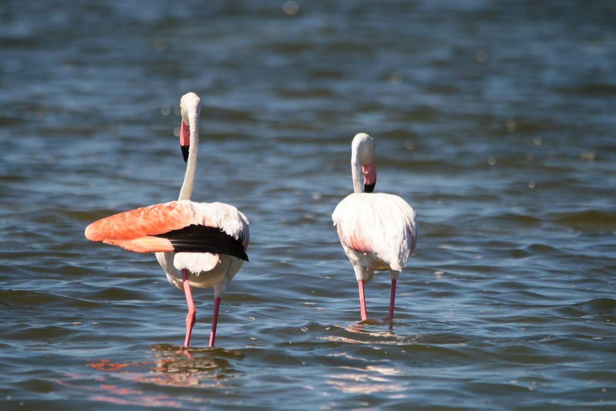 Greater Flamingo - ML482018301