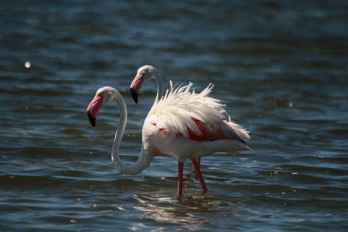 Greater Flamingo - ML482018321