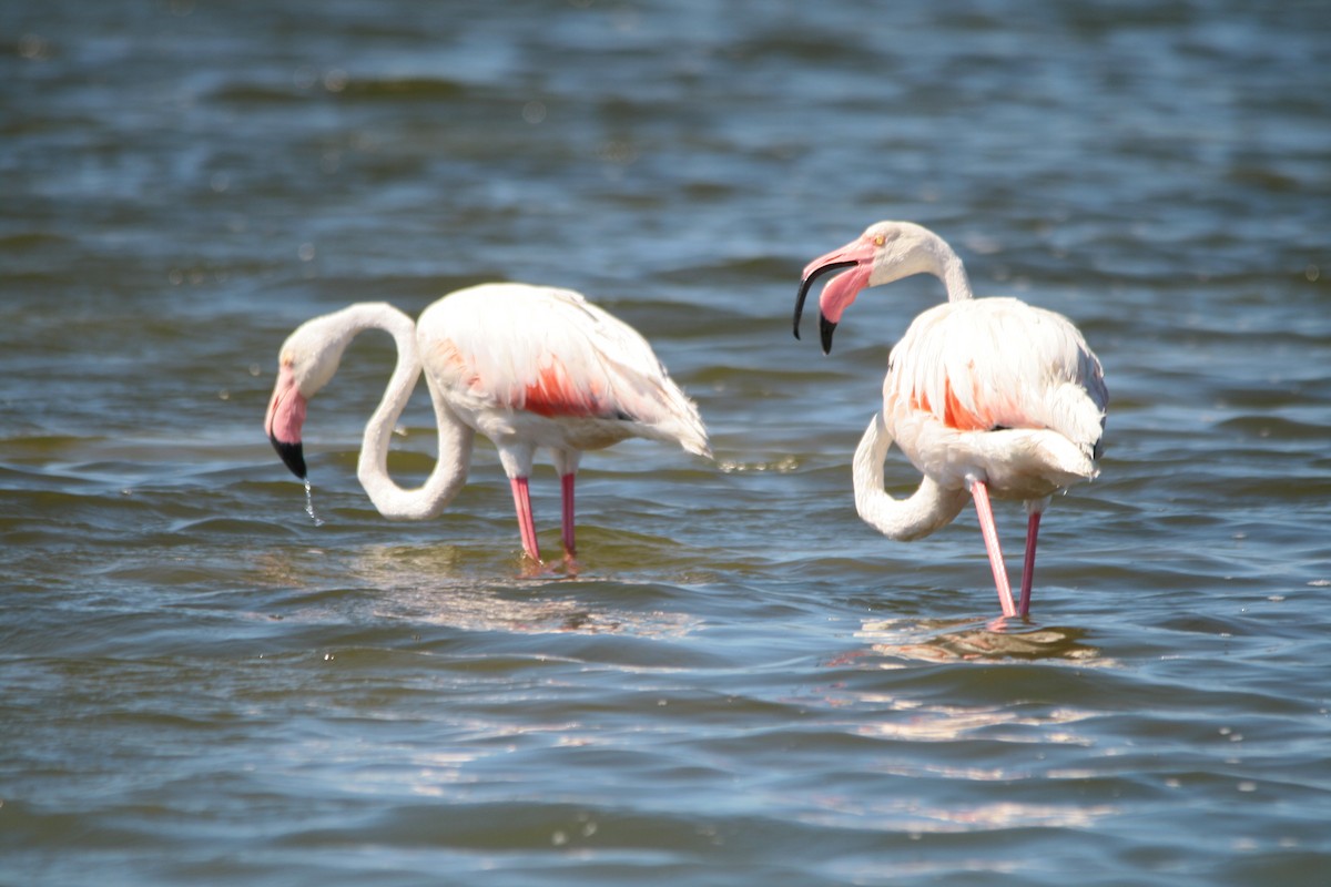 Greater Flamingo - ML482018431