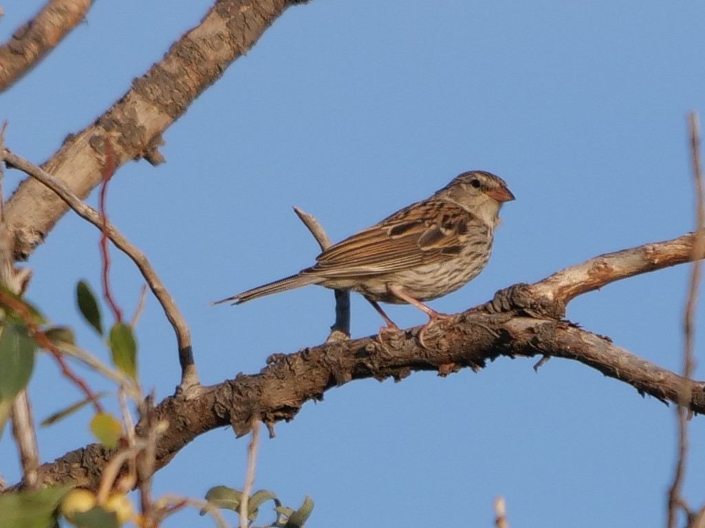 ML482021211 - Chipping Sparrow - Macaulay Library