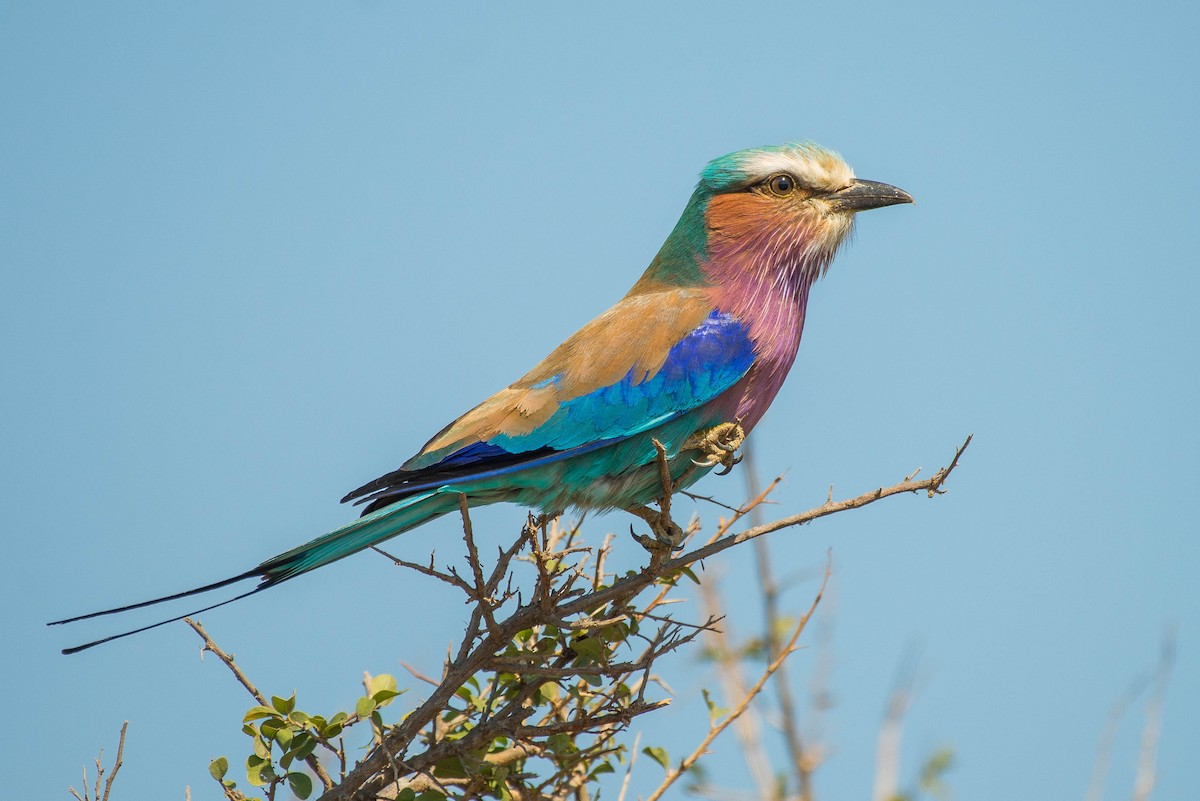 Lilac-breasted Roller - Juan Miguel González Perea