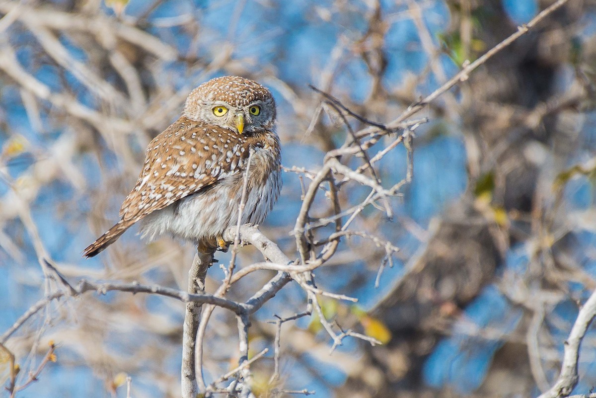Pearl-spotted Owlet - ML482031051