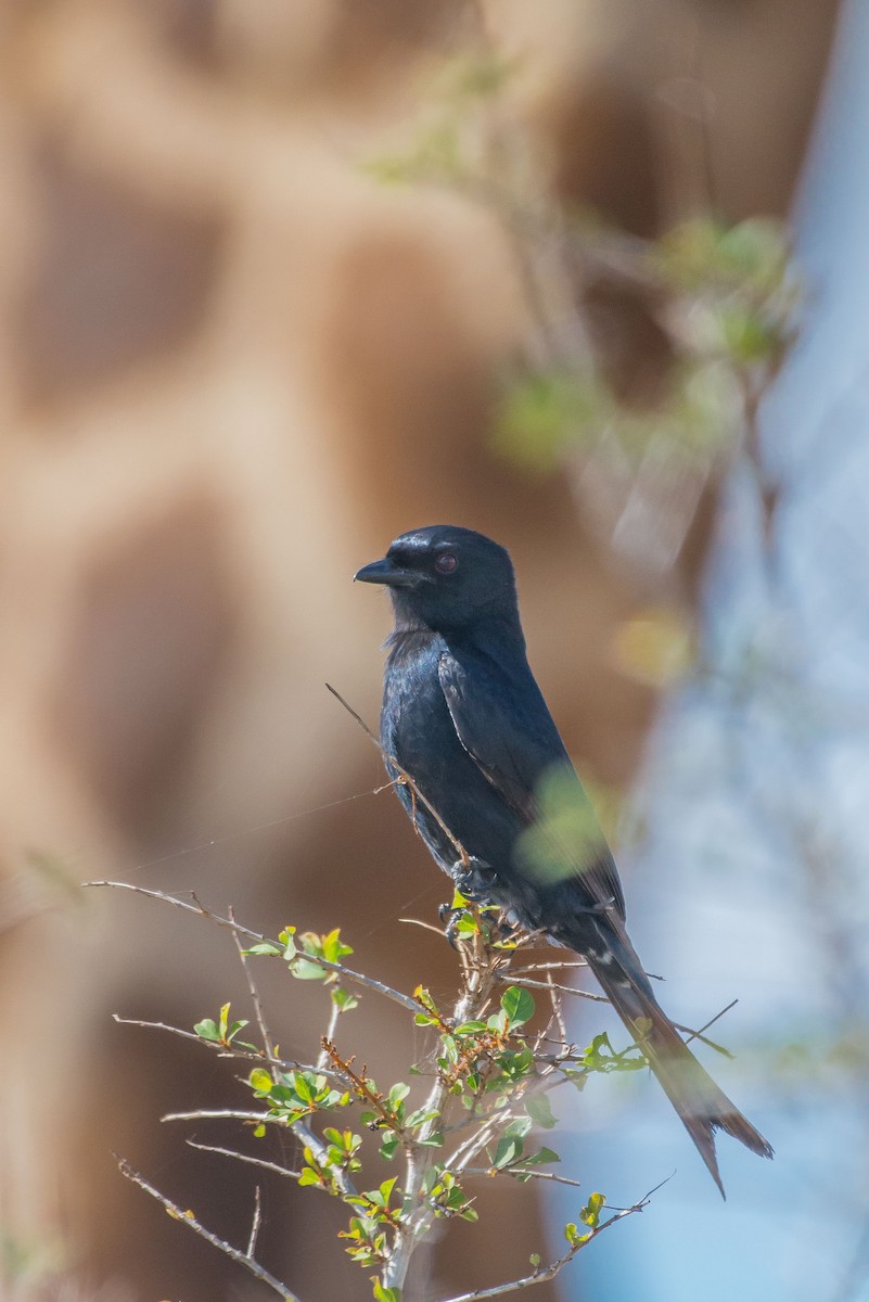 Fork-tailed Drongo - ML482031431