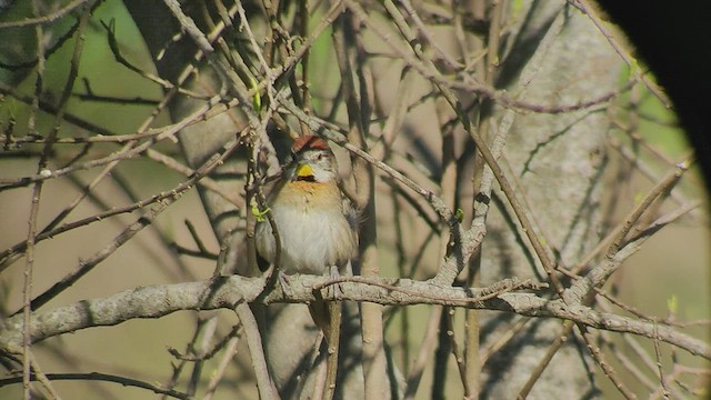 Chotoy Spinetail - ML482033641