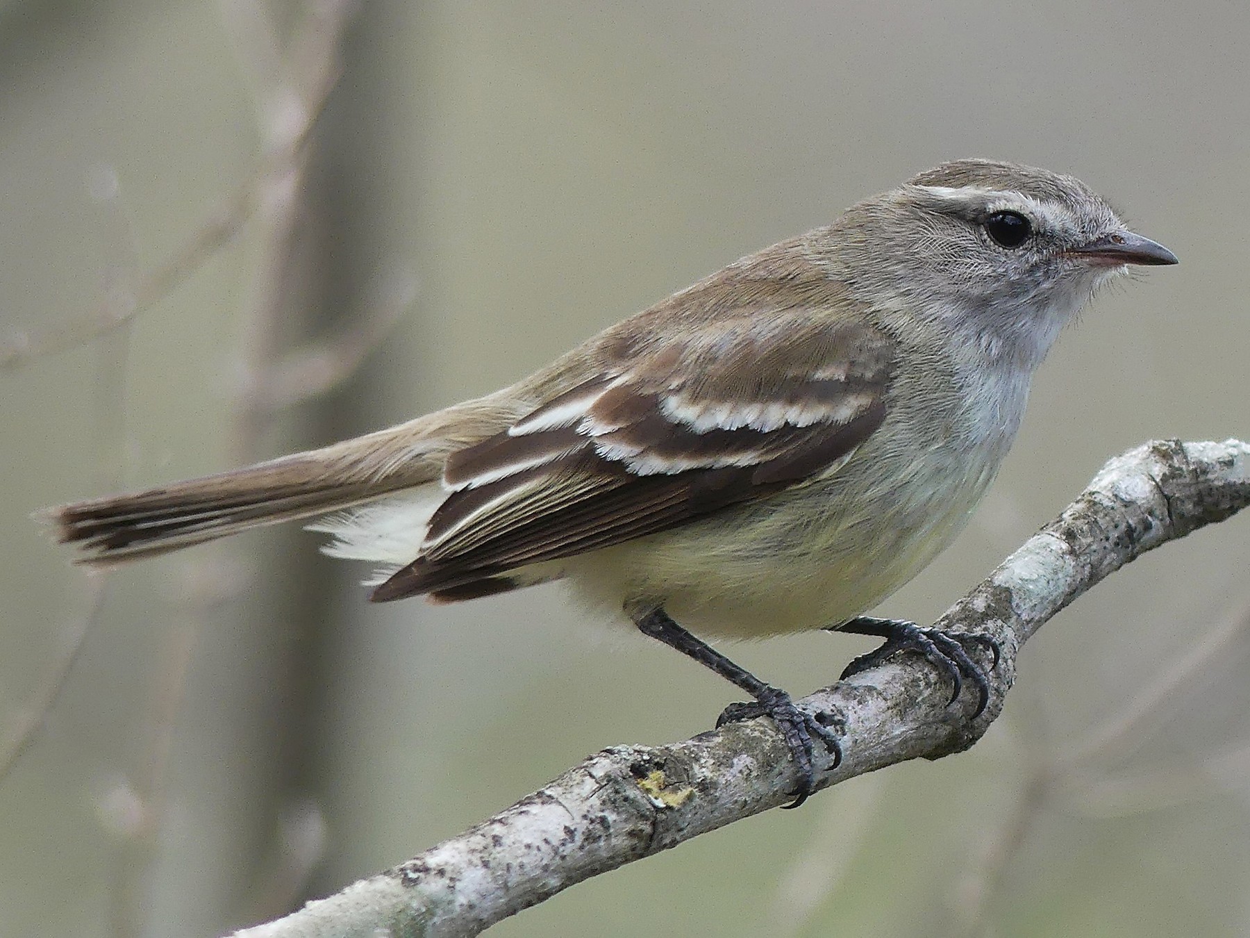 Southern Mouse-colored Tyrannulet - Jorge  Quiroga