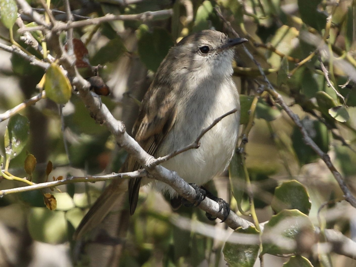 Mouse-colored Tyrannulet (Tumbes) - eBird