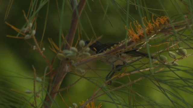 Yellow-spotted Honeyeater - ML482036