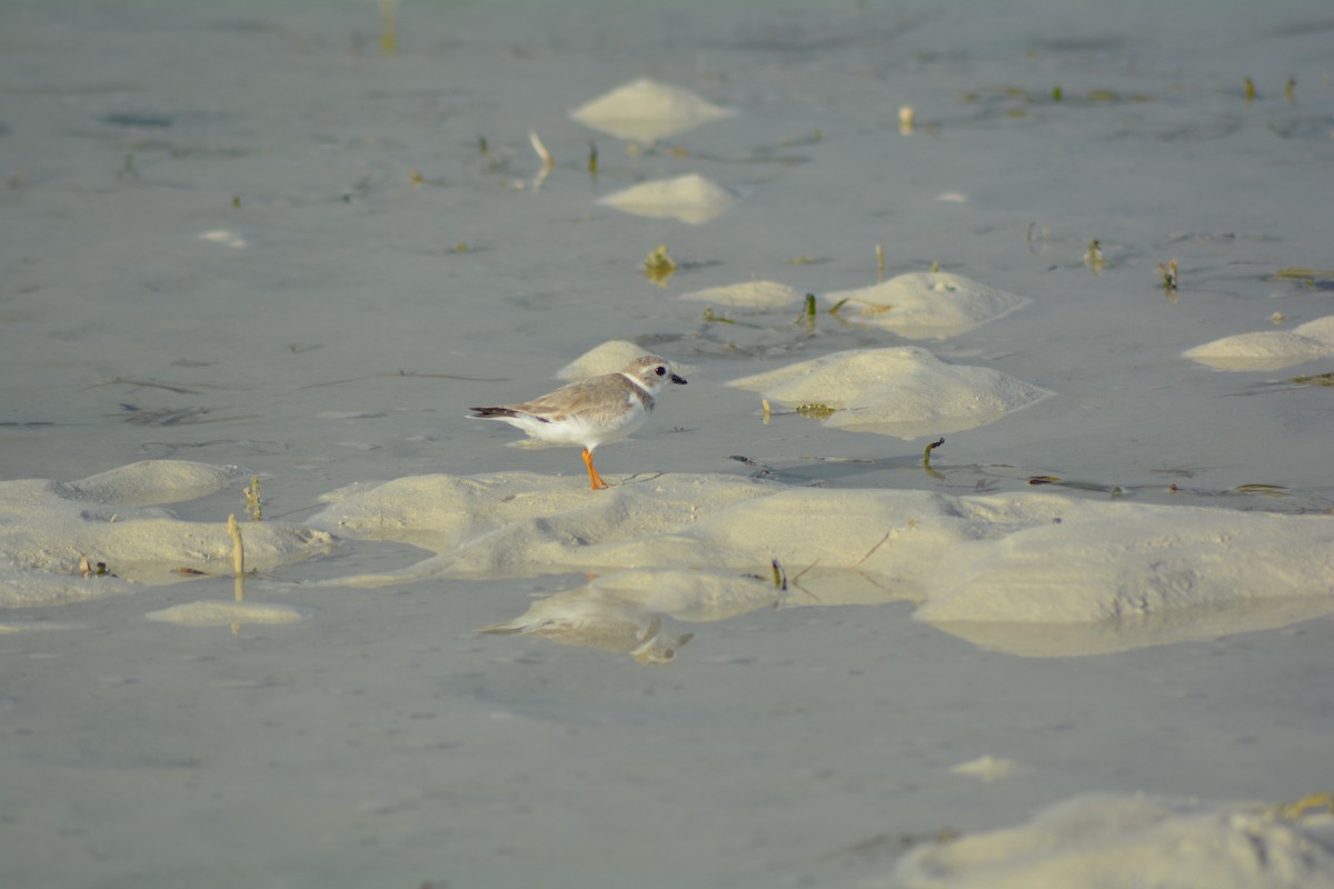 Piping Plover - ML48203751