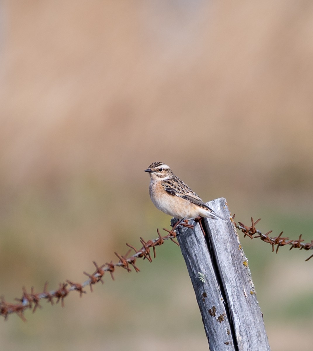 Whinchat - ML482037721