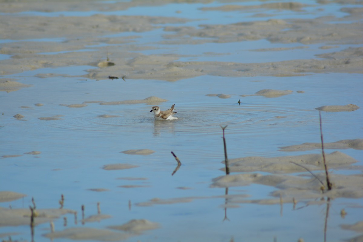 Piping Plover - ML48204041