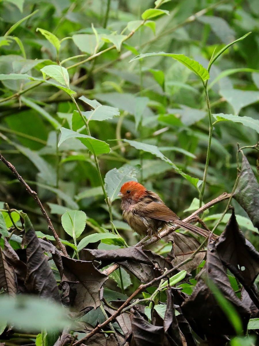 Brown-winged Parrotbill - ML482041601