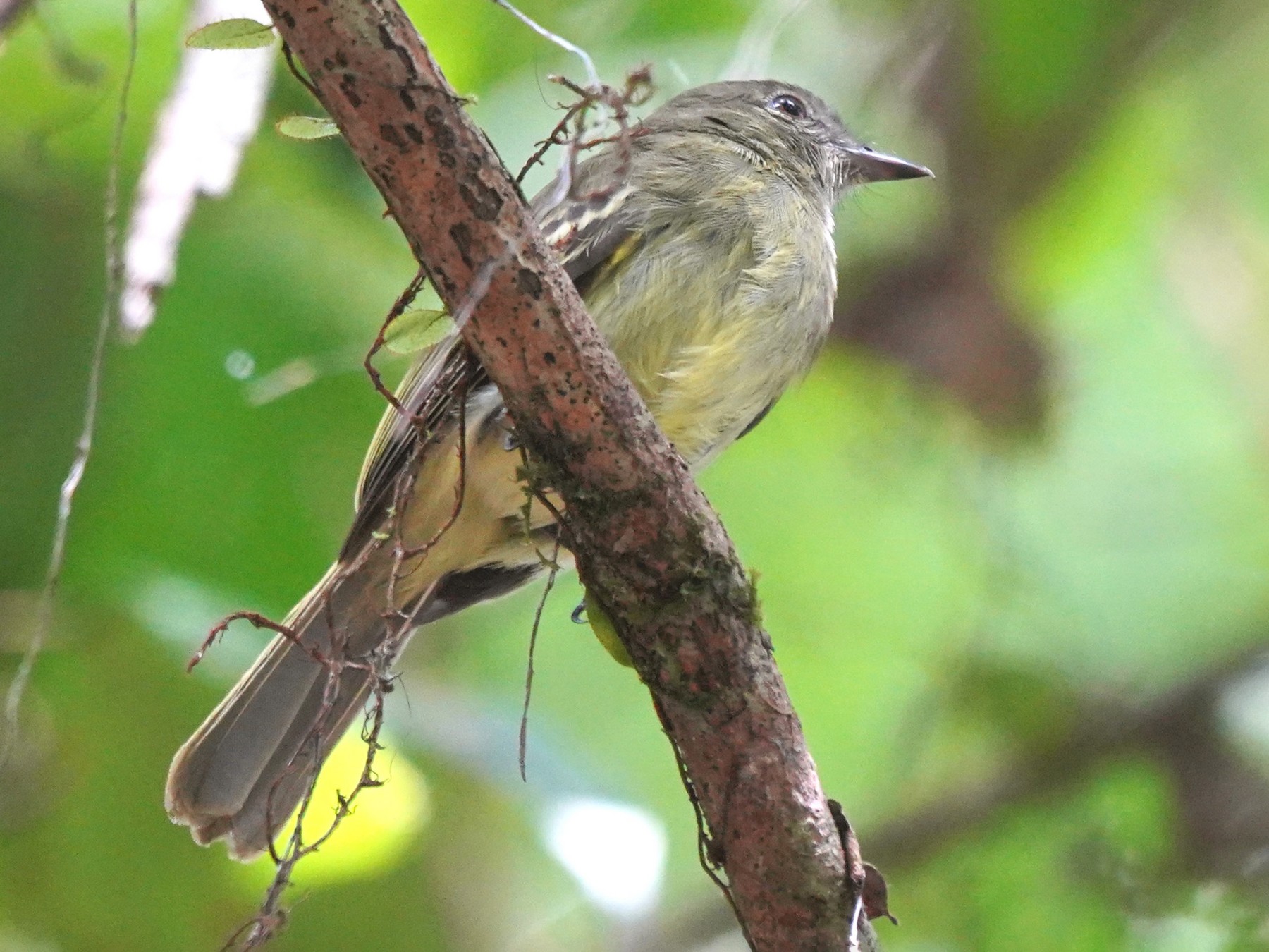 Amazonian Elaenia - eBird