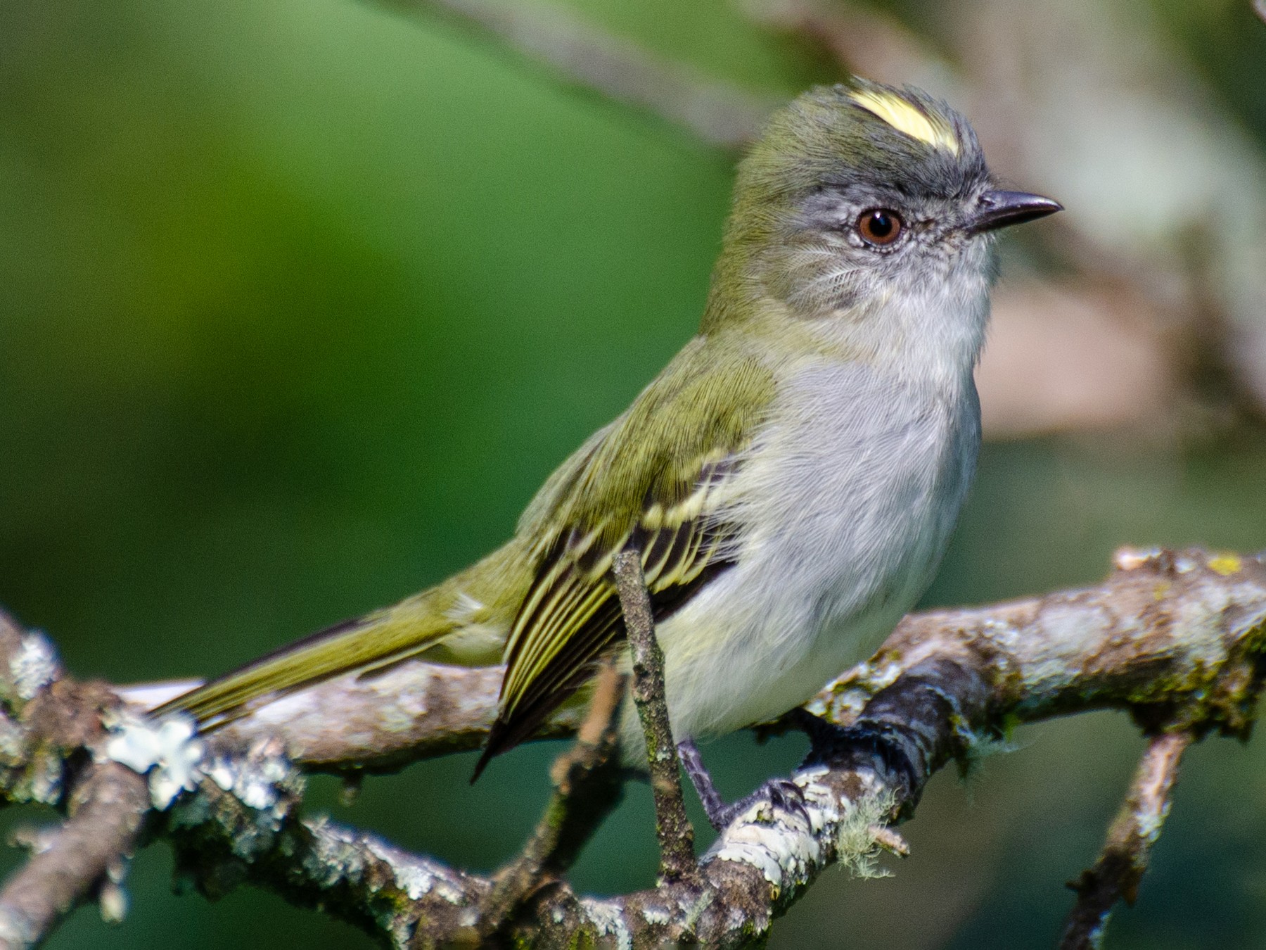Gray-headed Elaenia - Marcos Eugênio Birding Guide