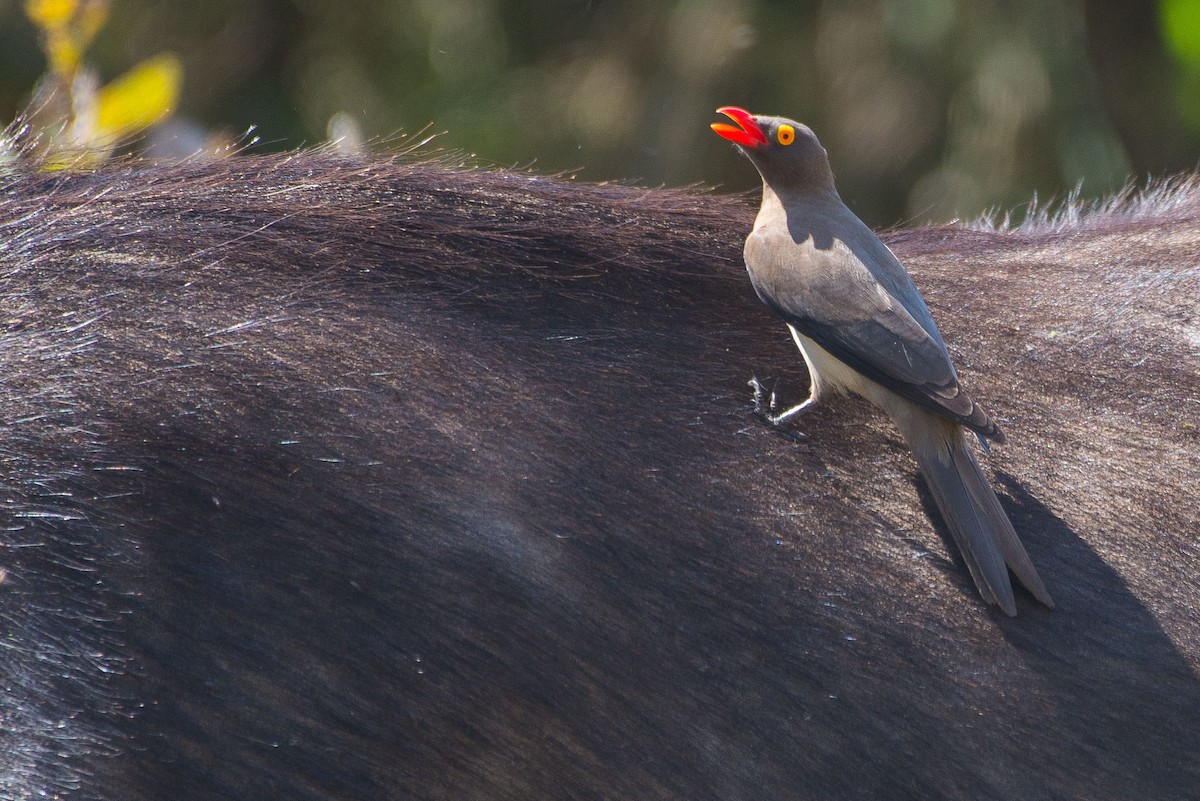 Red-billed Oxpecker - ML482055891