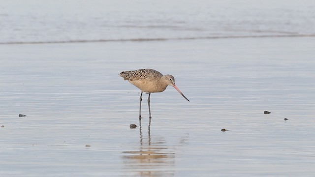  - Marbled Godwit