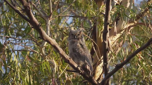 Great Horned Owl - ML482060491