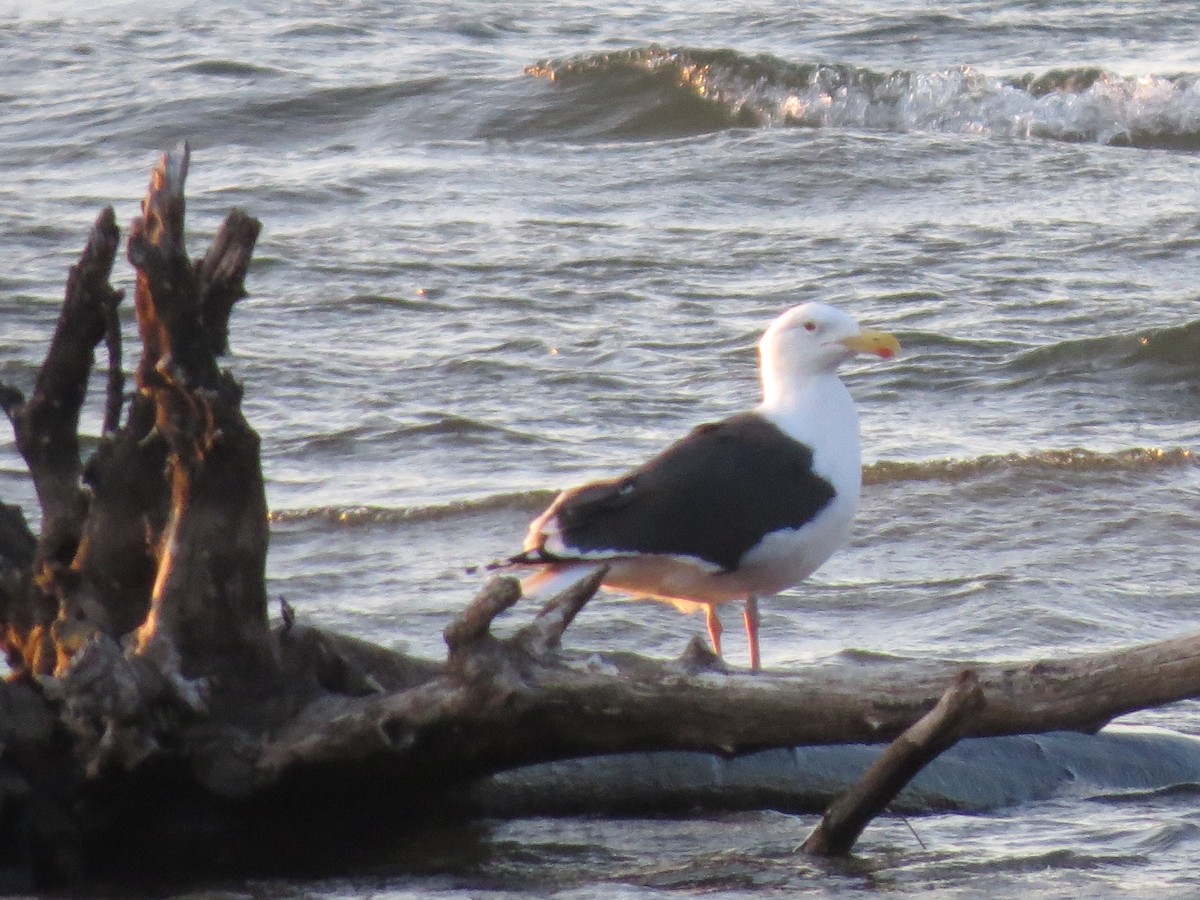 Great Black-backed Gull - Mayte Torres