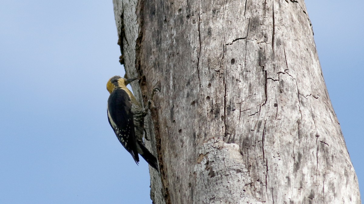 Golden-naped Woodpecker - Jay McGowan