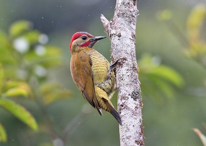 Golden-olive Woodpecker - Sam Woods