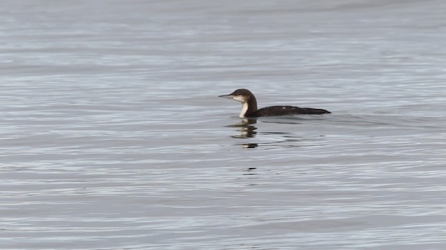  - Pacific Loon