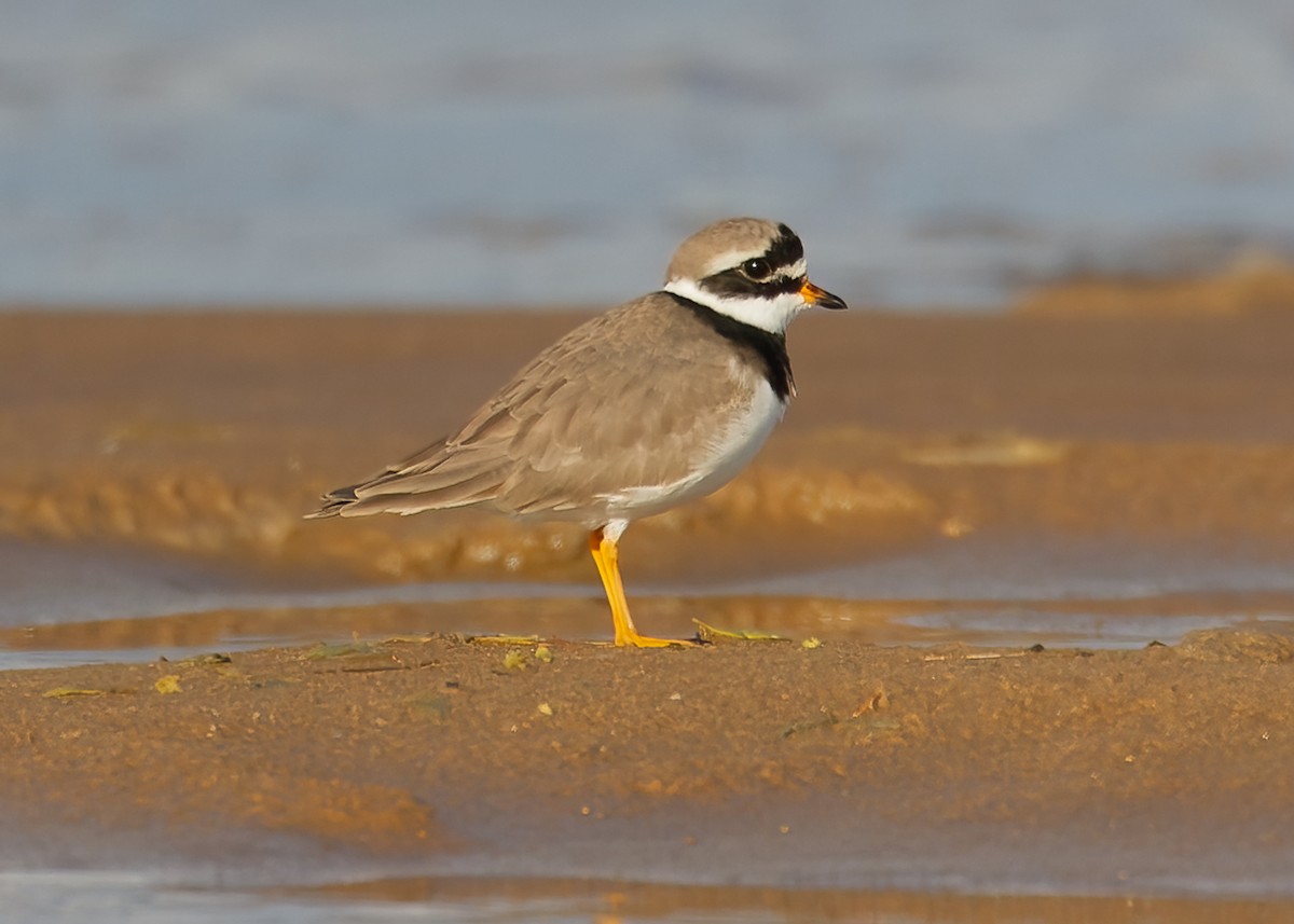 Common Ringed Plover - ML482084531