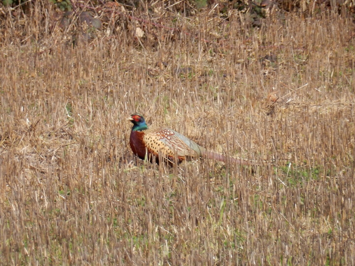 Ring-necked Pheasant - ML48208471