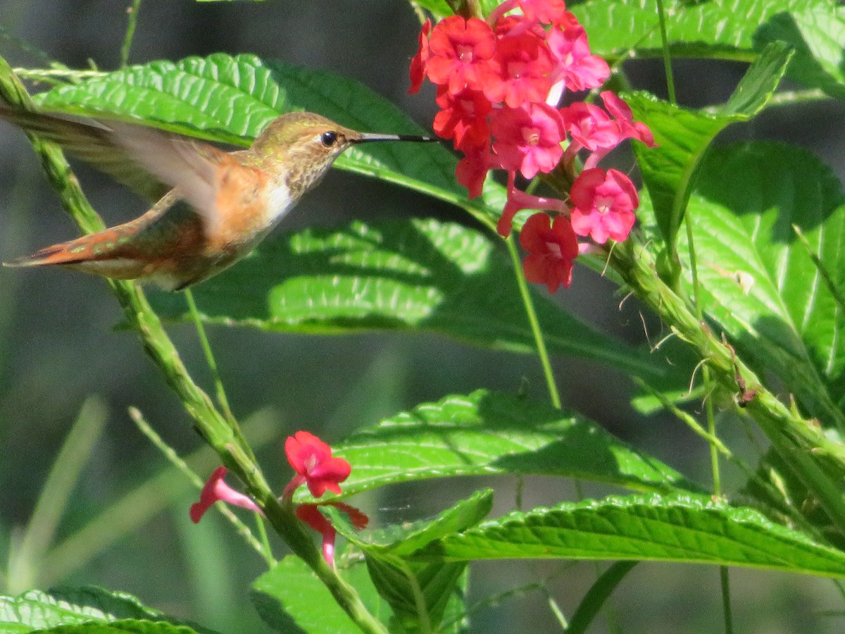 Rufous Hummingbird - ML482091381