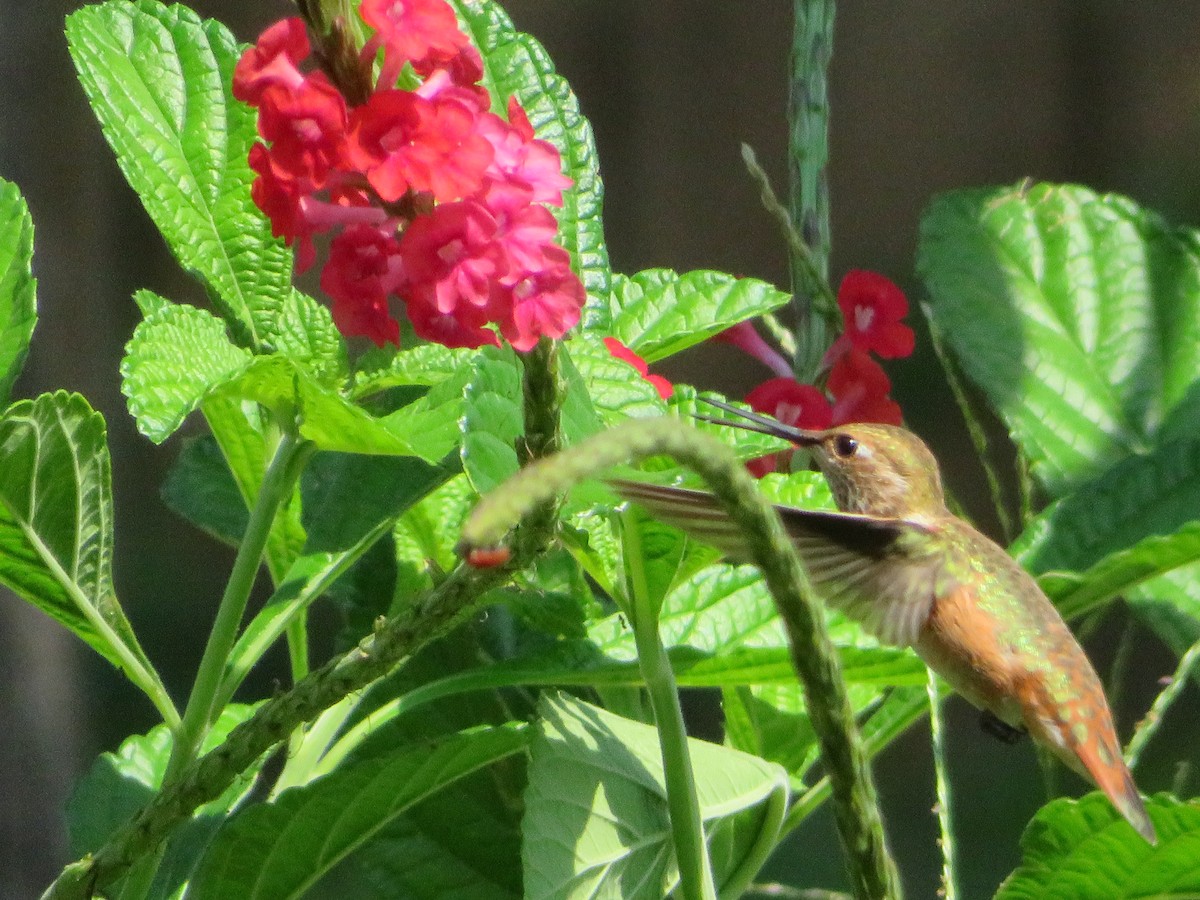 Rufous Hummingbird - ML482091391