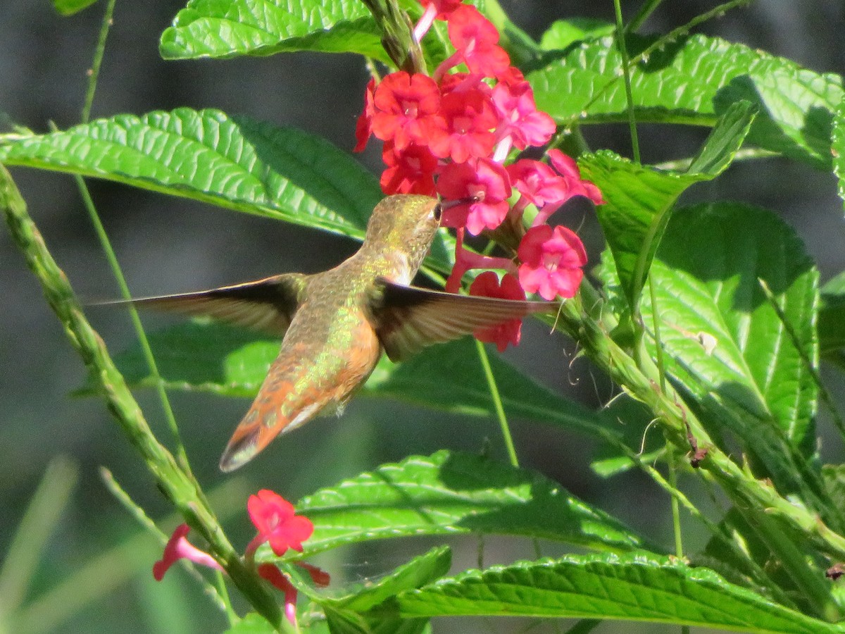 Rufous Hummingbird - ML482091401