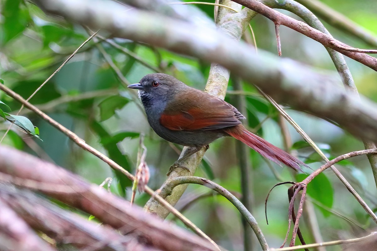Gray-bellied Spinetail - ML482094781