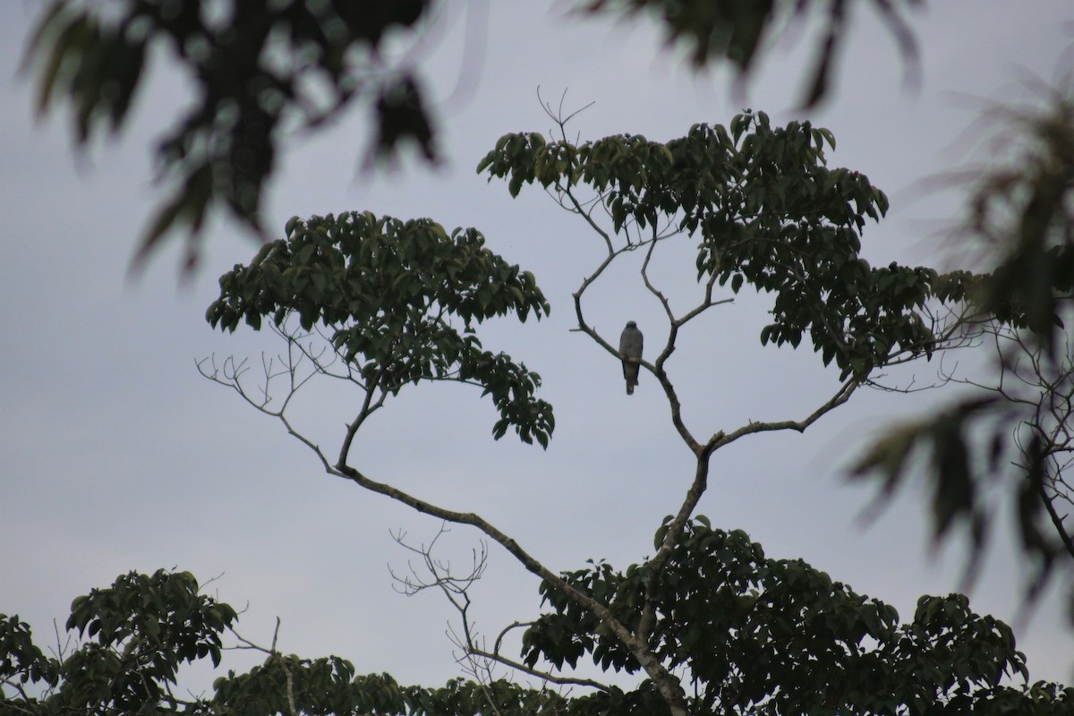 花翅山椒鳥(nipalensis群) - ML482099911