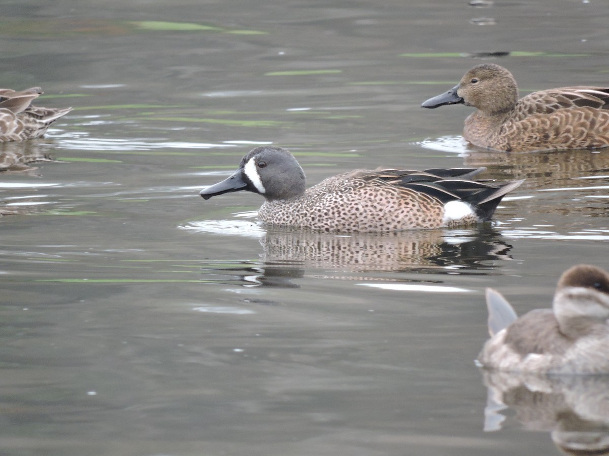 Blue-winged Teal - ML48210551