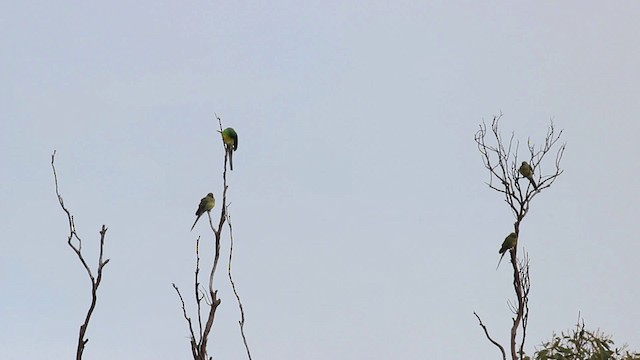 Red-rumped Parrot - ML482106