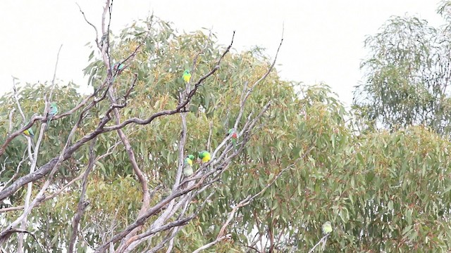Red-rumped Parrot - ML482107