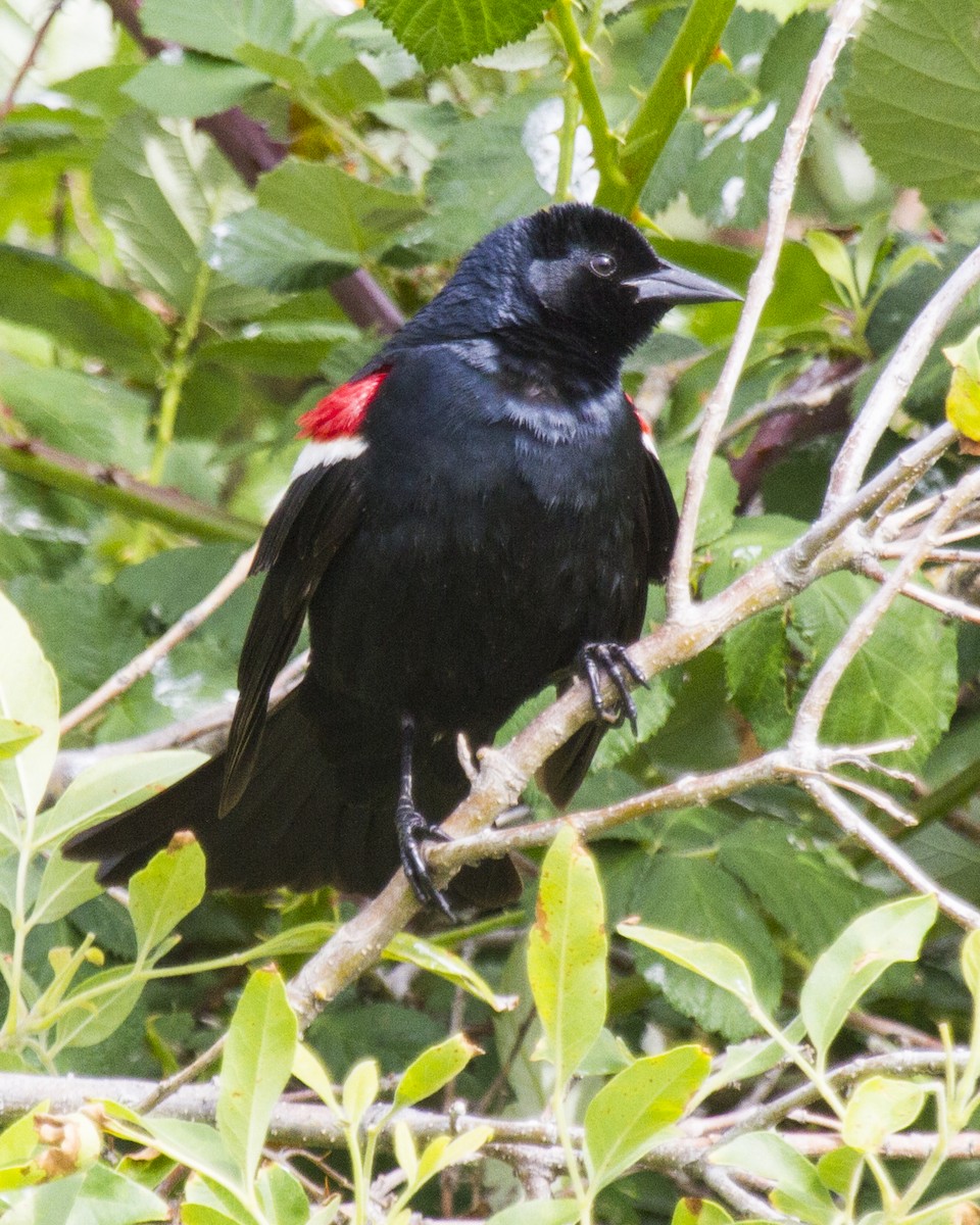 Tricolored Blackbird - ML48211121