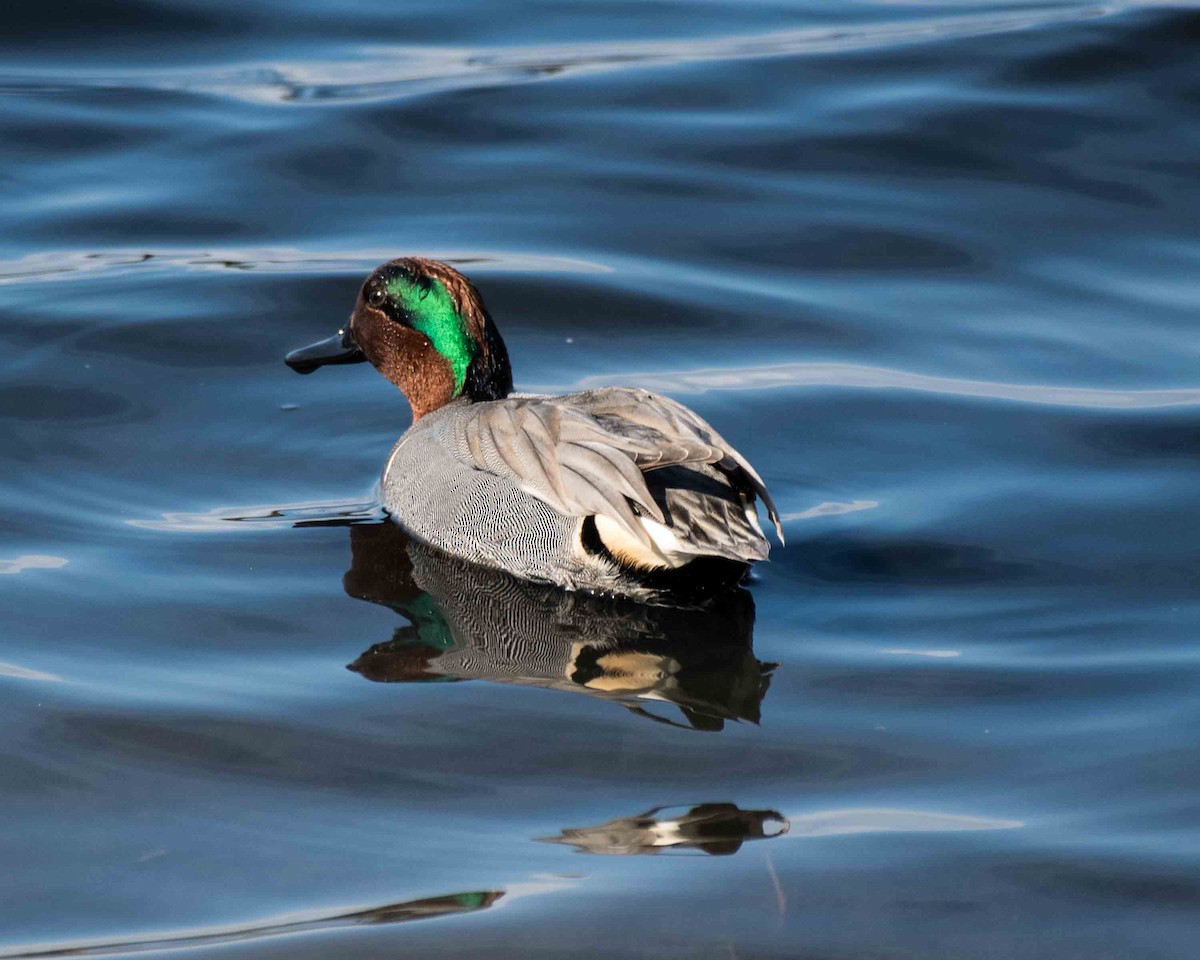 Green-winged Teal - ML48211221