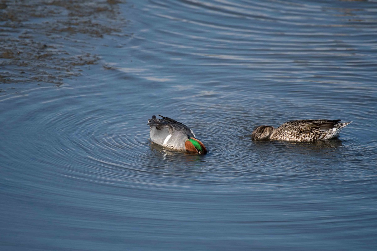 Green-winged Teal - ML48211251