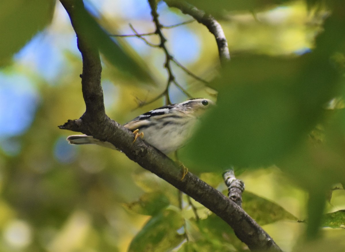 Black-and-white Warbler - ML482112781