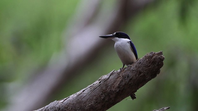 Forest Kingfisher - ML482113