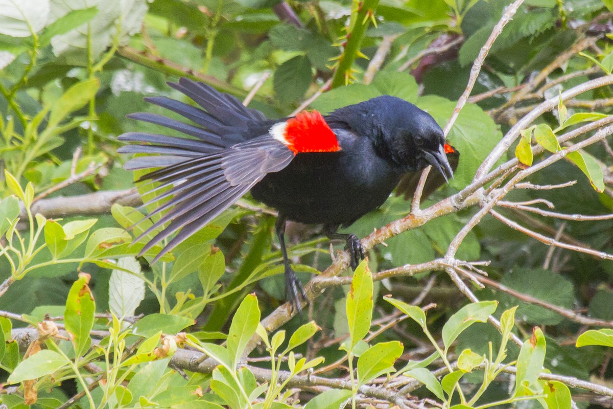 Tricolored Blackbird - ML48211371