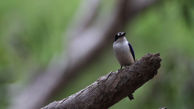Forest Kingfisher - ML482114