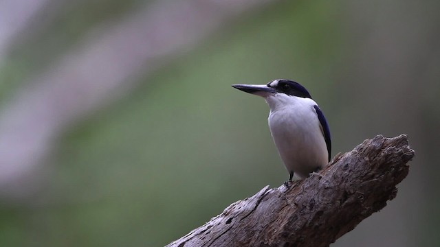 Forest Kingfisher - ML482115
